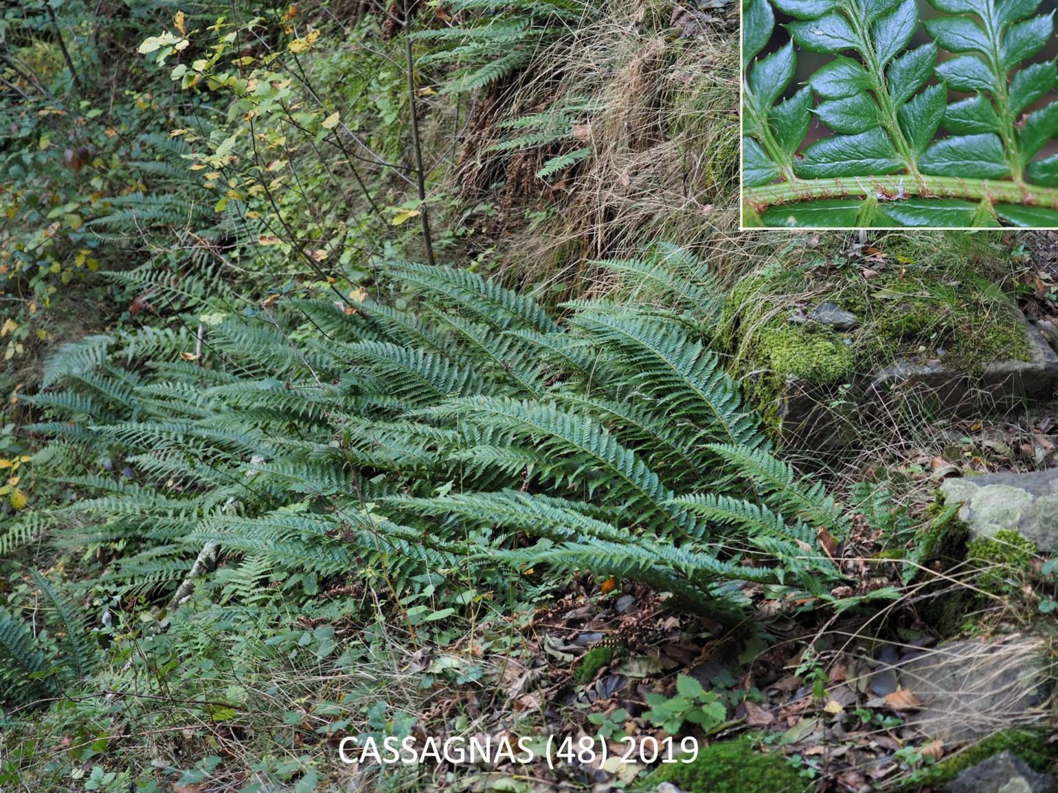Fern, Hard Sheild